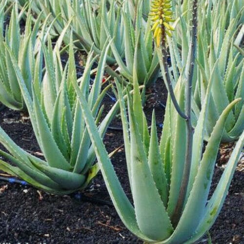 Aloe Vera